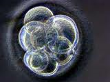 blastocyte