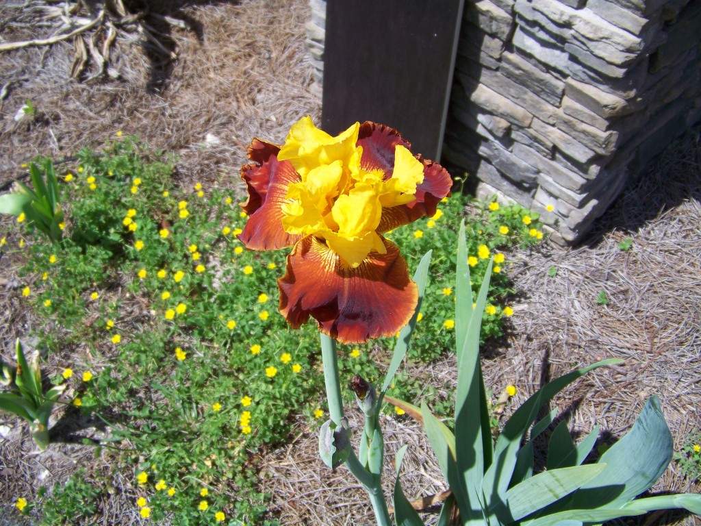 Seminole bearded iris