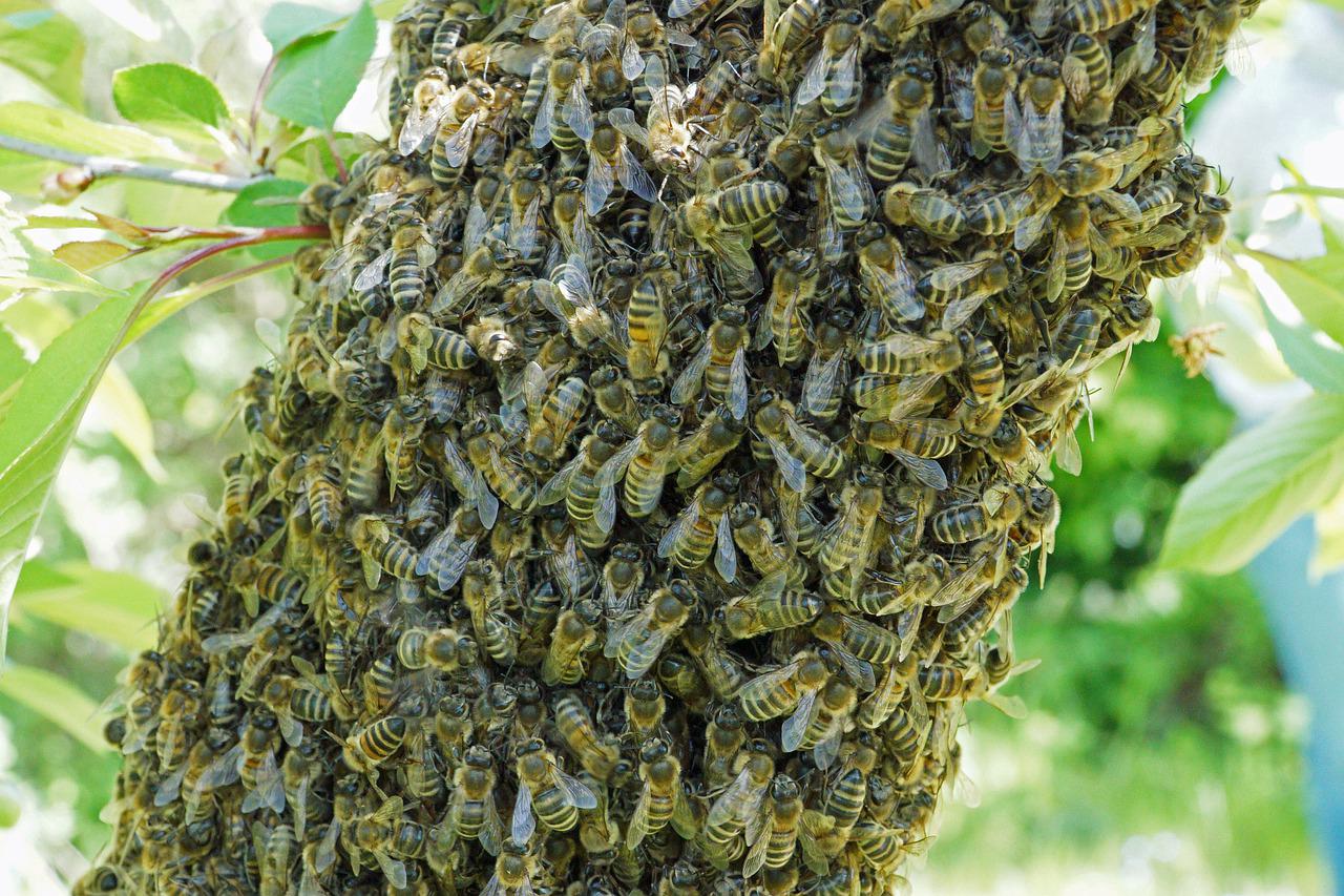 bee, swarm of bees, beekeeper-4388018.jpg