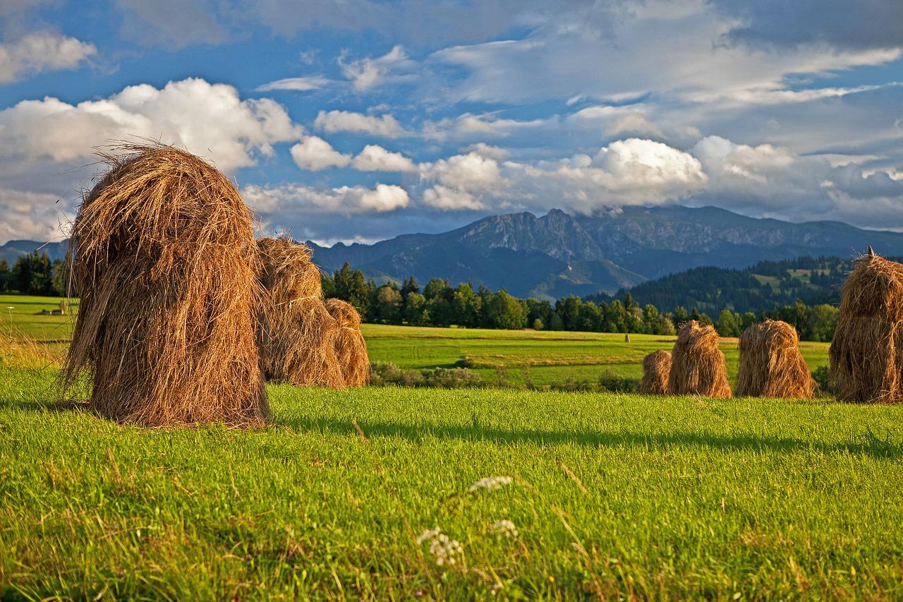 hay, poland, podhale-399686.jpg