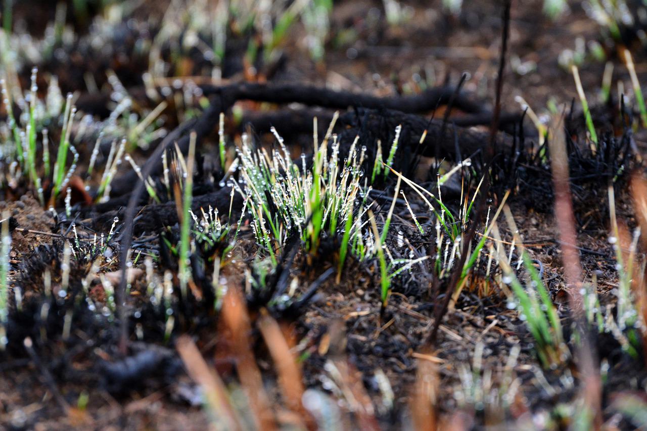 new, grass, shoots-4545651.jpg