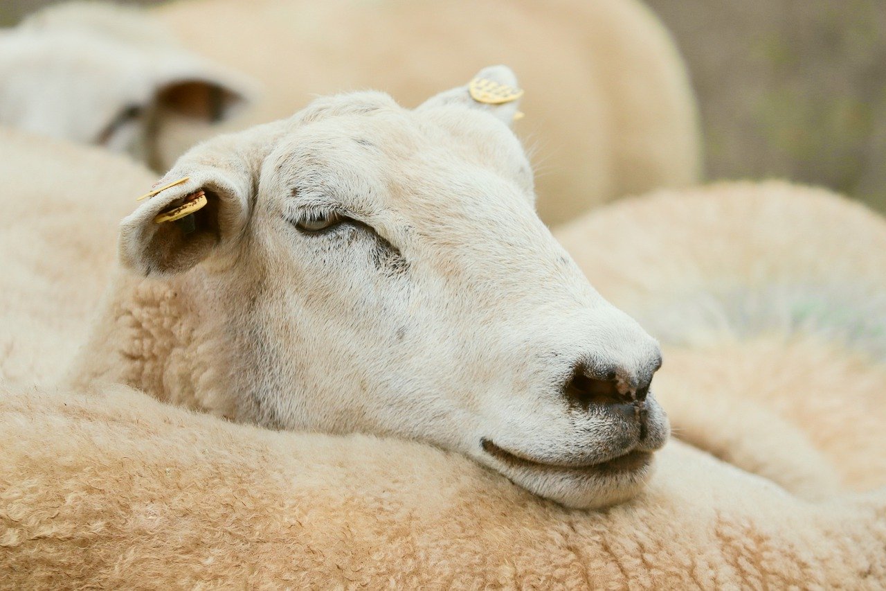 sheep, animal, mammal-7346468.jpg