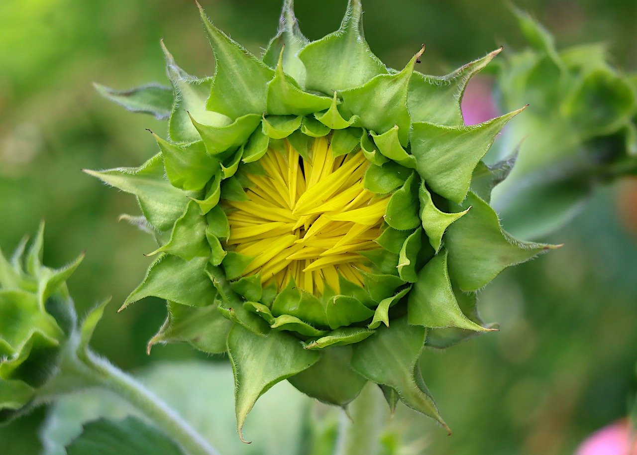 sunflower, helianthus, botany-7347864.jpg