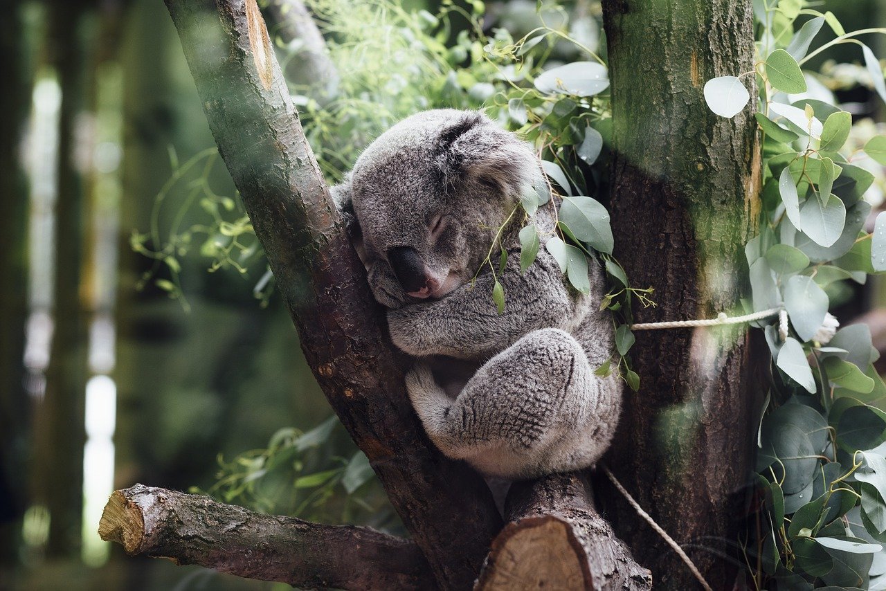 animals, mammals, koala-2608662.jpg