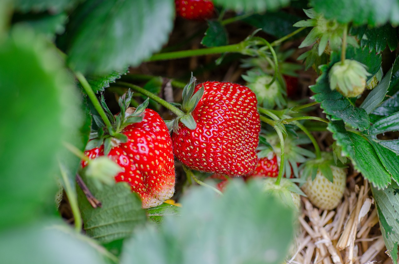 strawberries, strawberry patch, strawberry garden-7323943.jpg