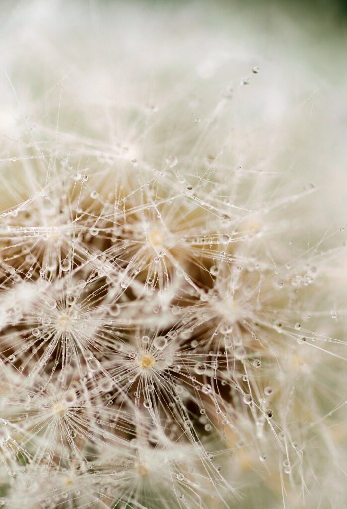 dandelion, flower, nature-2432381.jpg