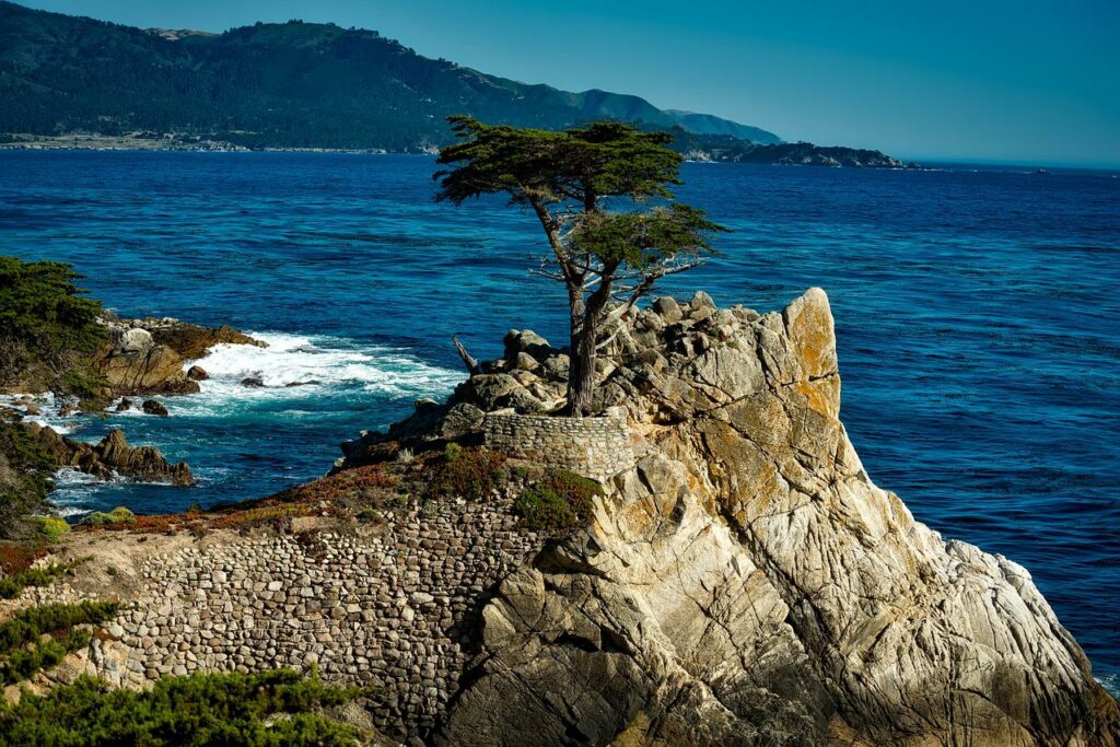 lone, isolated, cypress tree-1596162.jpg